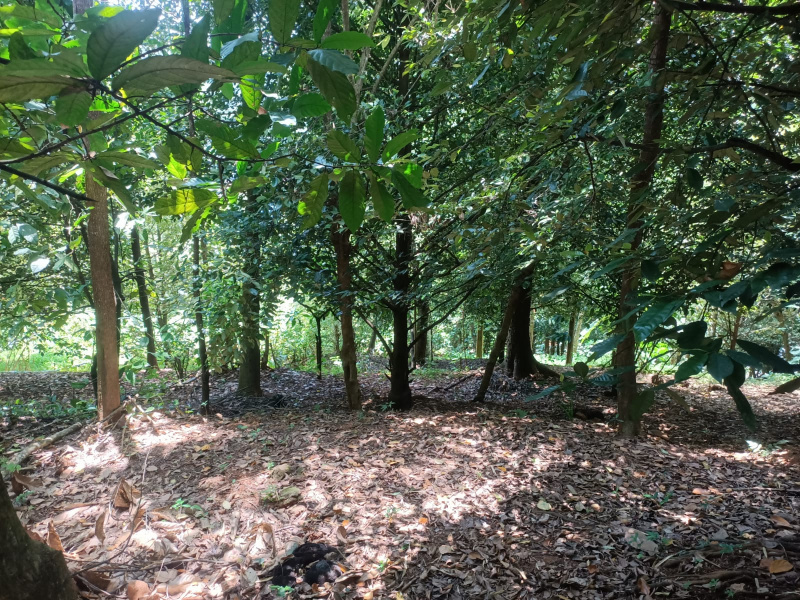  Residential Plot 65 Cent for Sale in Adimali, Idukki