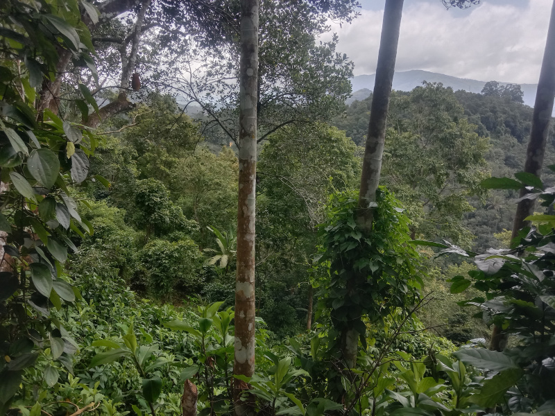  Agricultural Land 2 Acre for Sale in Adimali, Idukki