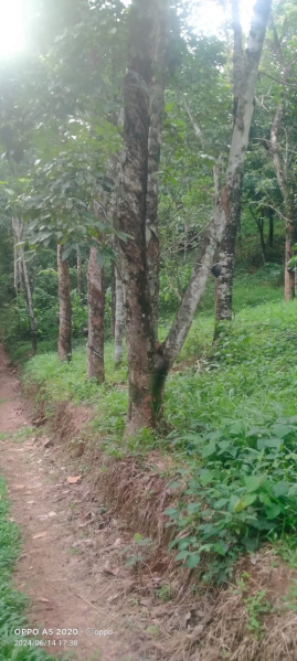  Agricultural Land 7 Acre for Sale in Kanjikuzhy, Idukki