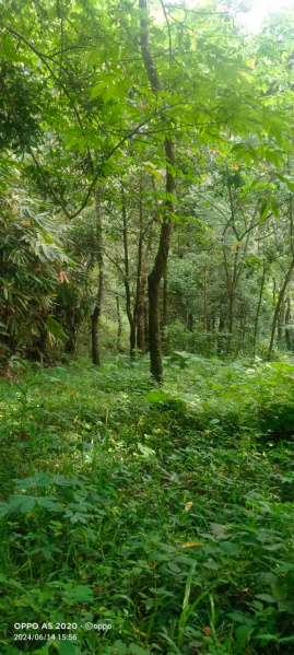  Agricultural Land 7 Acre for Sale in Kanjikuzhy, Idukki