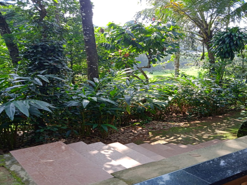  Agricultural Land 3 Acre for Sale in Udumbanchola, Idukki