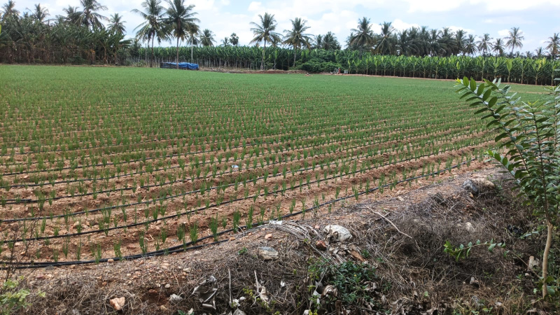  1 Acre Agricultural/Farm Land for Sale in Karuvalur, Coimbatore