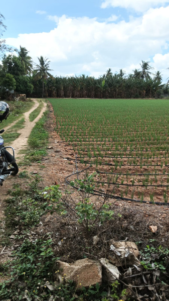  1 Acre Agricultural/Farm Land for Sale in Karuvalur, Coimbatore