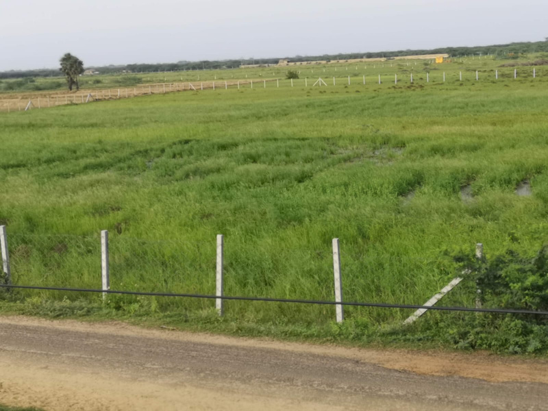  Agricultural Land 3 Acre for Sale in Ponneri, Thiruvallur