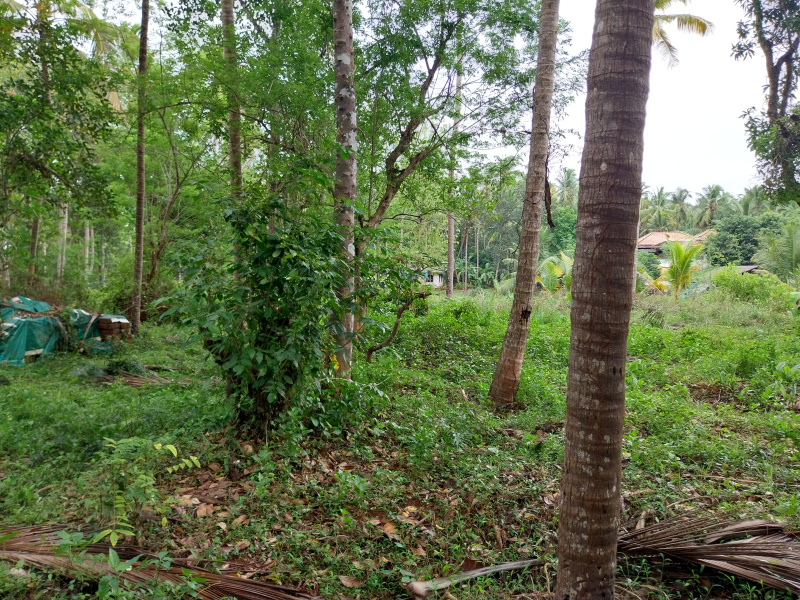  Residential Plot 23 Cent for Sale in Vadakara, Kozhikode