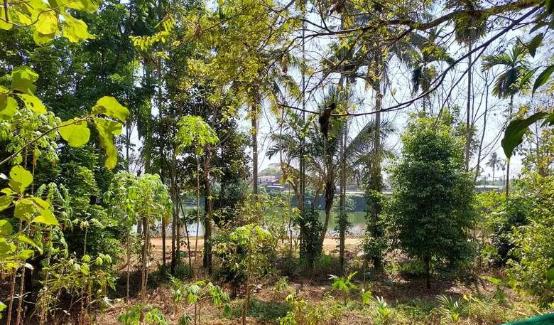  Commercial Land 50 Cent for Sale in Koratty, Thrissur