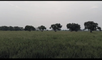  Agricultural Land for Sale in Penuballi, Khammam