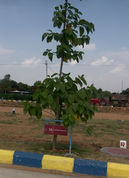 Shadnagar, Rangareddy photo 3