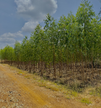  Agricultural Land for Sale in Alangudi, Pudukkottai