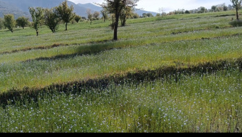  Agricultural Land for Rent in Joginder Nagar, Mandi