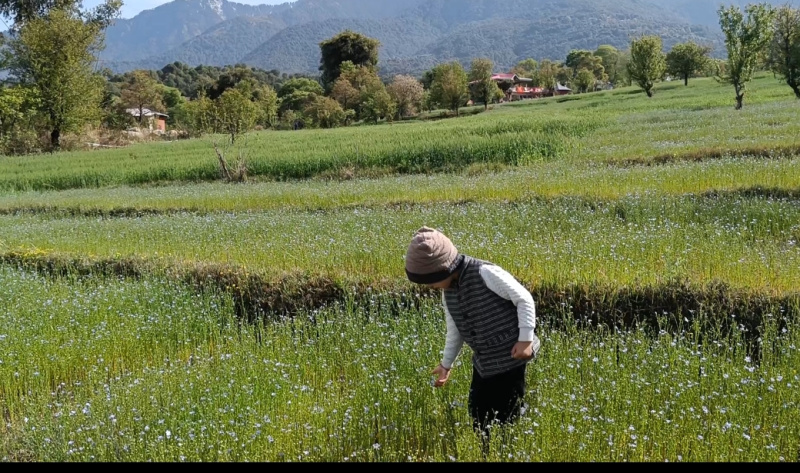  2023 Sq. Meter Agricultural/Farm Land for Rent in Joginder Nagar, Mandi