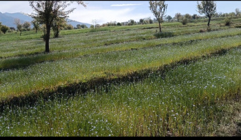  Agricultural Land for Rent in Palampur, Kangra