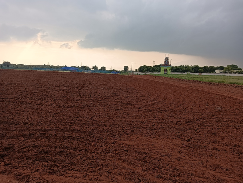  Agricultural Land 5 Acre for Sale in T. Kallupatti, Madurai