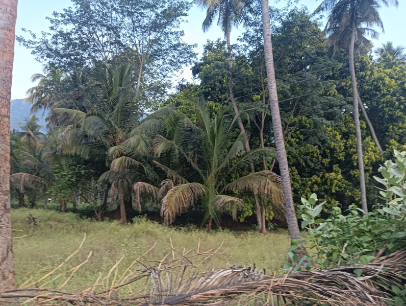  Agricultural Land 39 Acre for Sale in Watrap, Virudhunagar