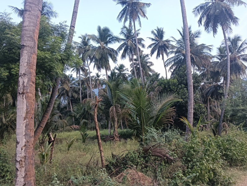  Agricultural Land 39 Acre for Sale in Watrap, Virudhunagar