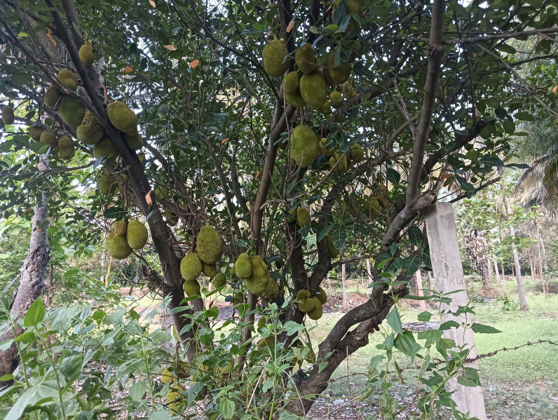  Agricultural Land 39 Acre for Sale in Watrap, Virudhunagar