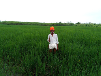  Agricultural Land for Sale in Mahmudabad, Sitapur