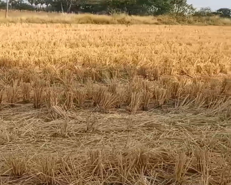  Agricultural Land 2 Acre for Sale in Nakrekal, Nalgonda