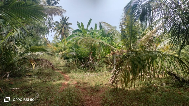  Agricultural Land 7 Acre for Sale in Achampudur, Tirunelveli