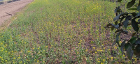  Agricultural Land for Sale in Afzalgarh, Bijnor