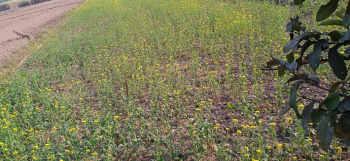  Agricultural Land for Sale in Afzalgarh, Bijnor