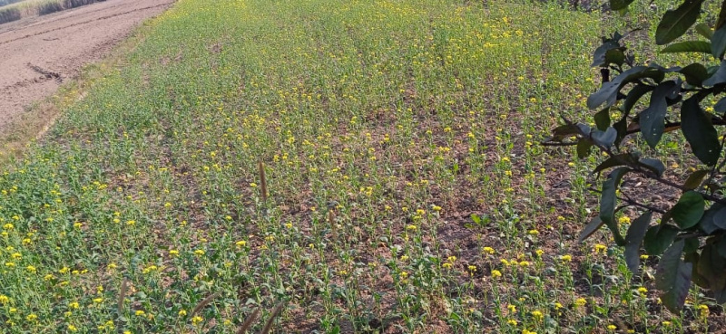  9 Bigha Agricultural/Farm Land for Sale in Afzalgarh, Bijnor