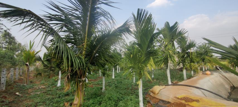  5 Acre Agricultural/Farm Land for Sale in Birur, Chikmagalur