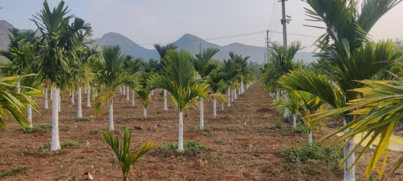  5 Acre Agricultural/Farm Land for Sale in Birur, Chikmagalur