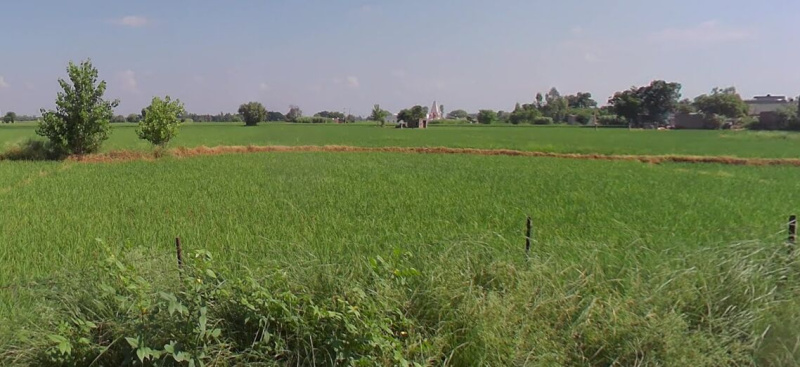  Agricultural Land 7700 Sq. Yards for Sale in Lalru, Mohali