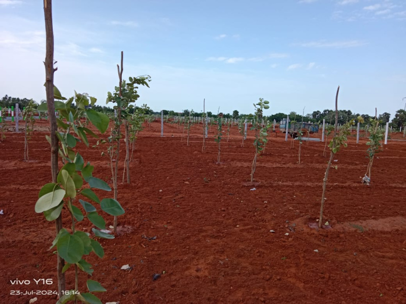  Residential Plot 9600 Sq.ft. for Sale in Acharapakkam, Chengalpattu