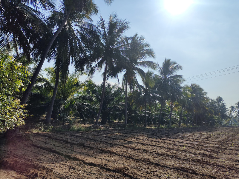  Agricultural Land 3 Ares for Sale in Sathyamangalam, Erode