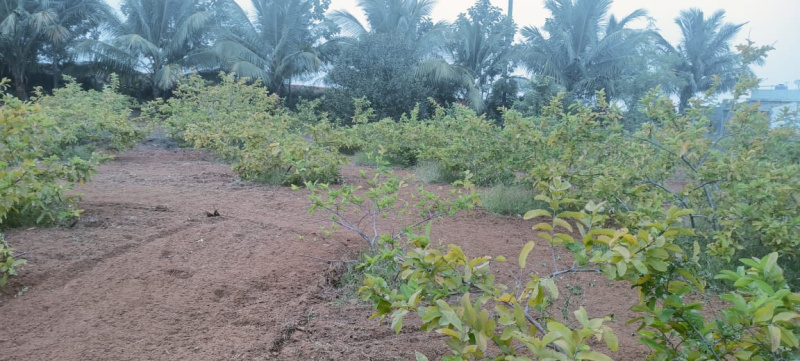  Agricultural Land 2 Acre for Sale in Vallioor, Tirunelveli