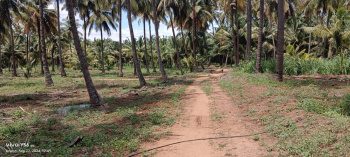  Agricultural Land for Sale in Pollachi, Coimbatore