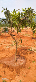  Agricultural Land for Sale in Devarapalli, Visakhapatnam