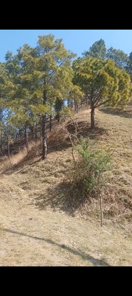  12 Bigha Agricultural/Farm Land for Sale in Chail, Solan