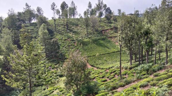  Residential Plot 27 Cent for Sale in Coonoor, Ooty