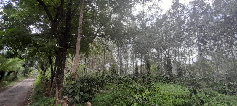  Residential Plot 33541 Sq.ft. for Sale in Kushalnagar, Kodagu