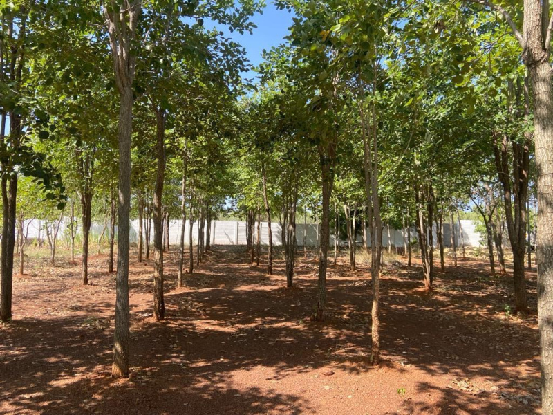  Agricultural Land 61347 Sq.ft. for Sale in Gandarvakottai, Pudukkottai