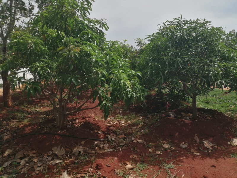  Agricultural Land 61347 Sq.ft. for Sale in Gandarvakottai, Pudukkottai