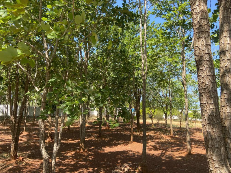  Agricultural Land 61350 Sq.ft. for Sale in Gandarvakottai, Pudukkottai