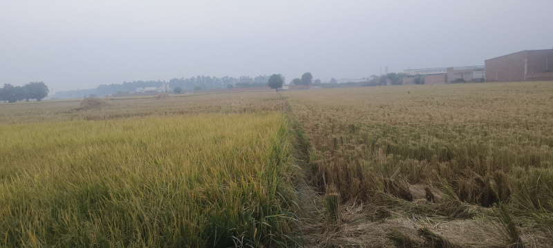  Agricultural Land 25000 Sq.ft. for Sale in Shamshabad Patti, Sirsa