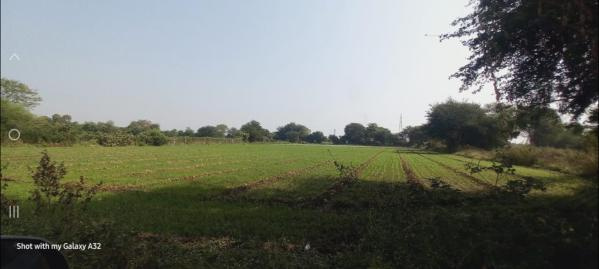  Agricultural Land 70785 Sq.ft. for Sale in Godhra, Panchmahal