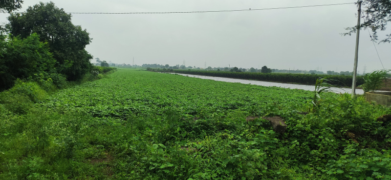  Agricultural Land 4 Acre for Sale in Pimpalgaon Baswant, Nashik