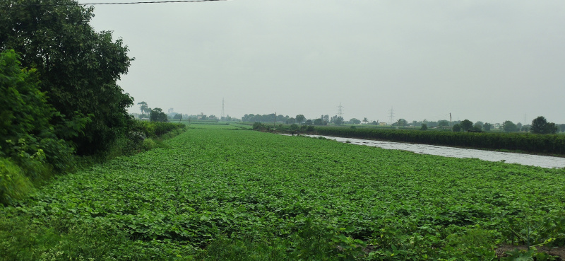  Agricultural Land 4 Acre for Sale in Pimpalgaon Baswant, Nashik