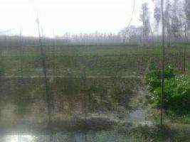  Agricultural Land for Sale in Mukerian, Hoshiarpur