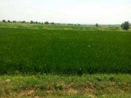  Agricultural Land for Sale in Phillaur, Jalandhar
