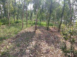  Agricultural Land for Sale in Ludhiana, Ludhiana