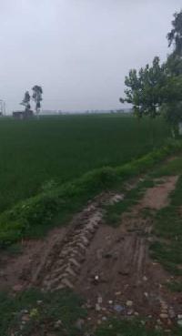  Agricultural Land for Sale in Shahkot, Jalandhar