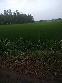  Agricultural Land for Sale in Hariana, Hoshiarpur