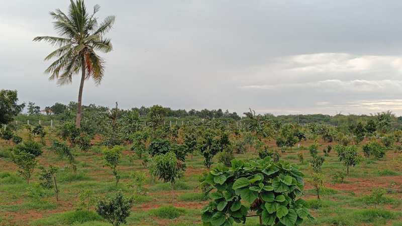  Agricultural Land 6534 Sq.ft. for Sale in Gauribidanur, Bangalore